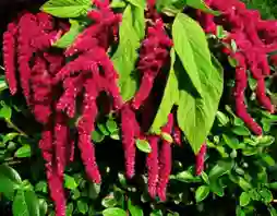 astaxanthin