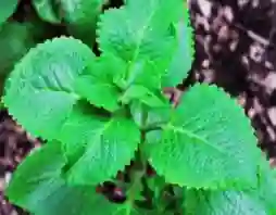coleus forskohlii