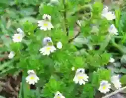 eyebright