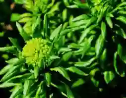 taurine